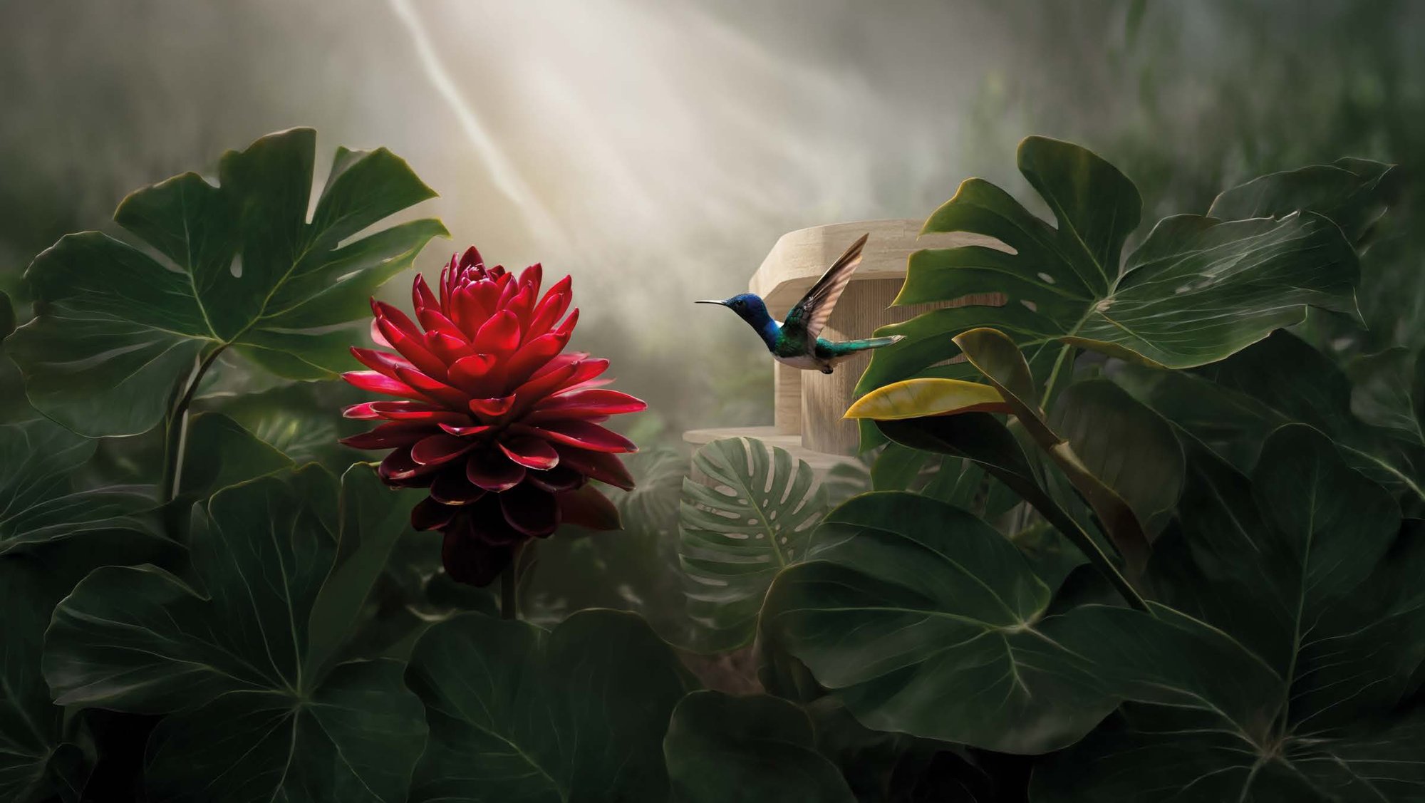 Flor de ginger roja y colibrí en el paisaje tropical de SENZA